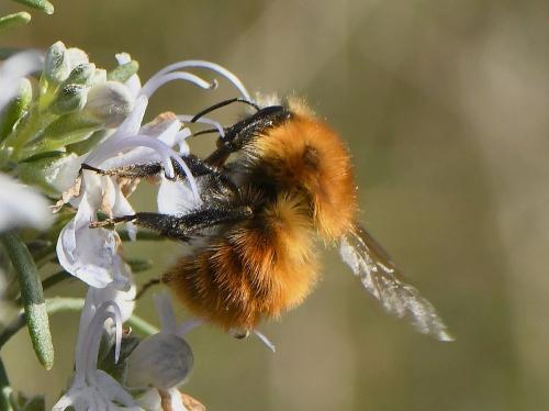 Réf. 226 402 : Bombus pascuorum